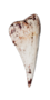 백상아리 이빨